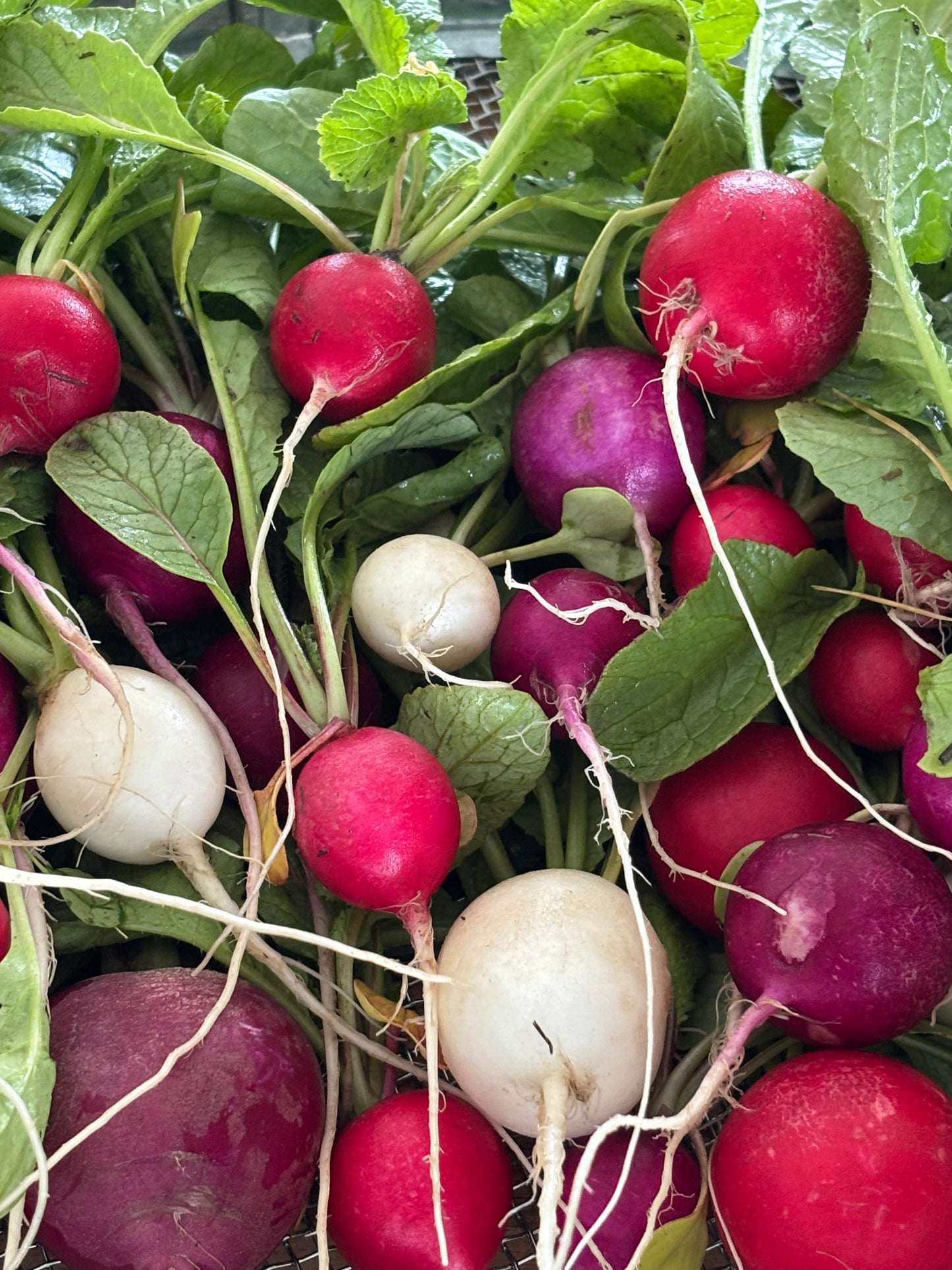 Radish ~ Farm Fresh