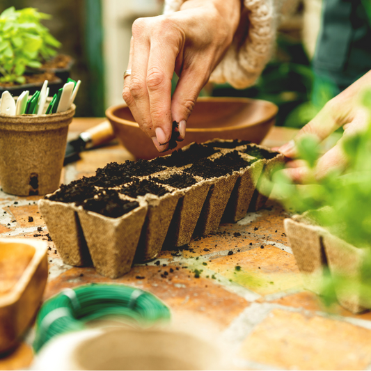 From Seed to Table: Our Garden Journey