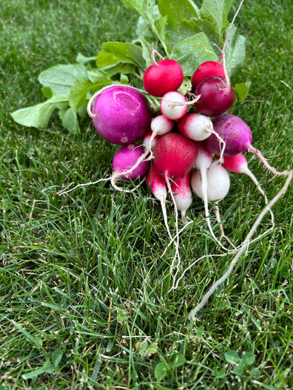 Radish ~ Farm Fresh