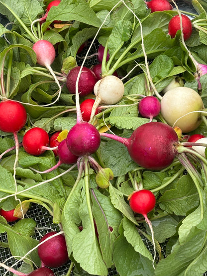 Radish ~ Farm Fresh