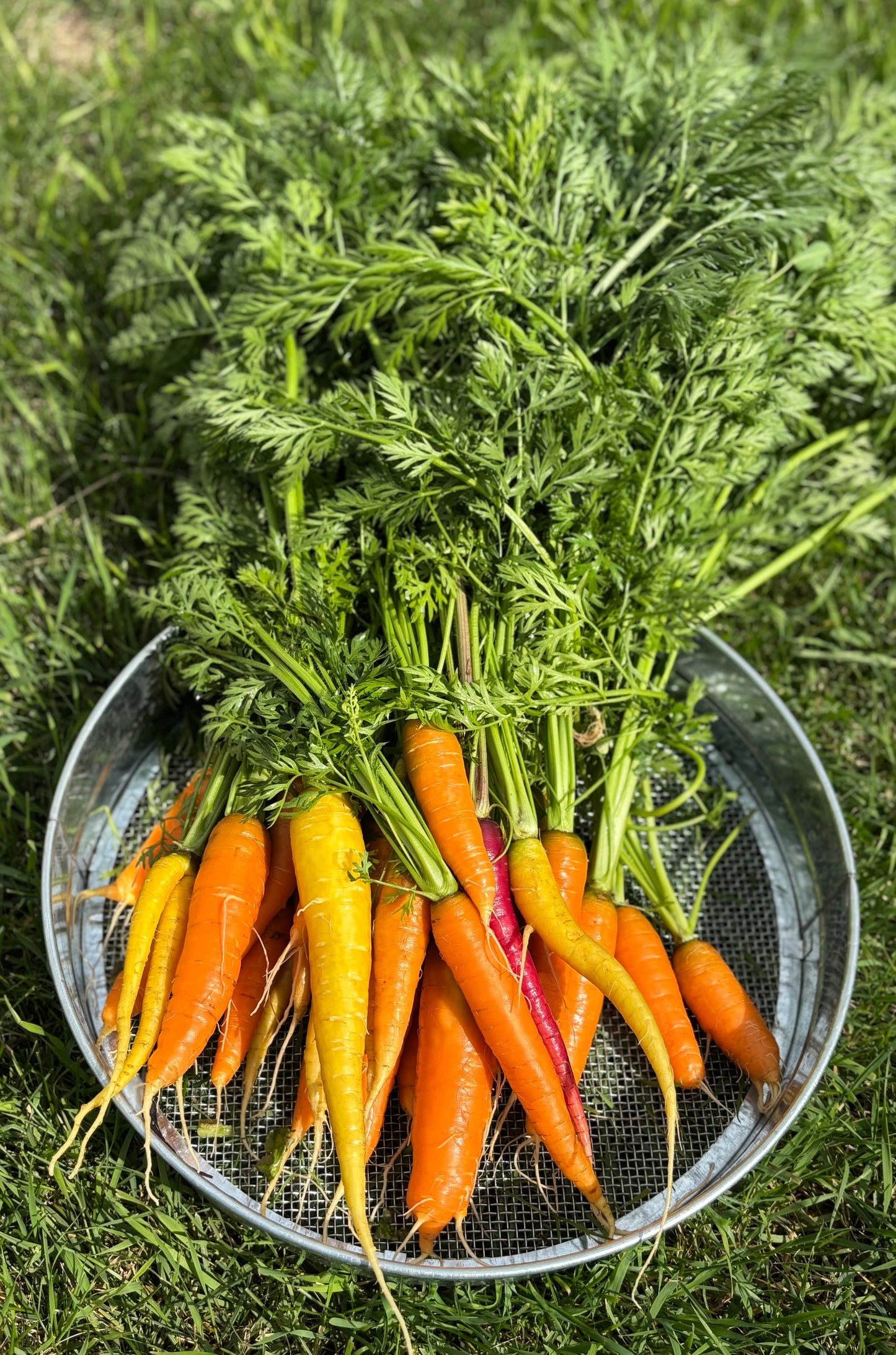 Carrots – Garden Fresh