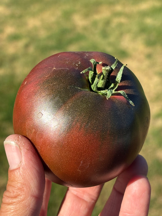 Tomatoes – Garden Fresh Varieties