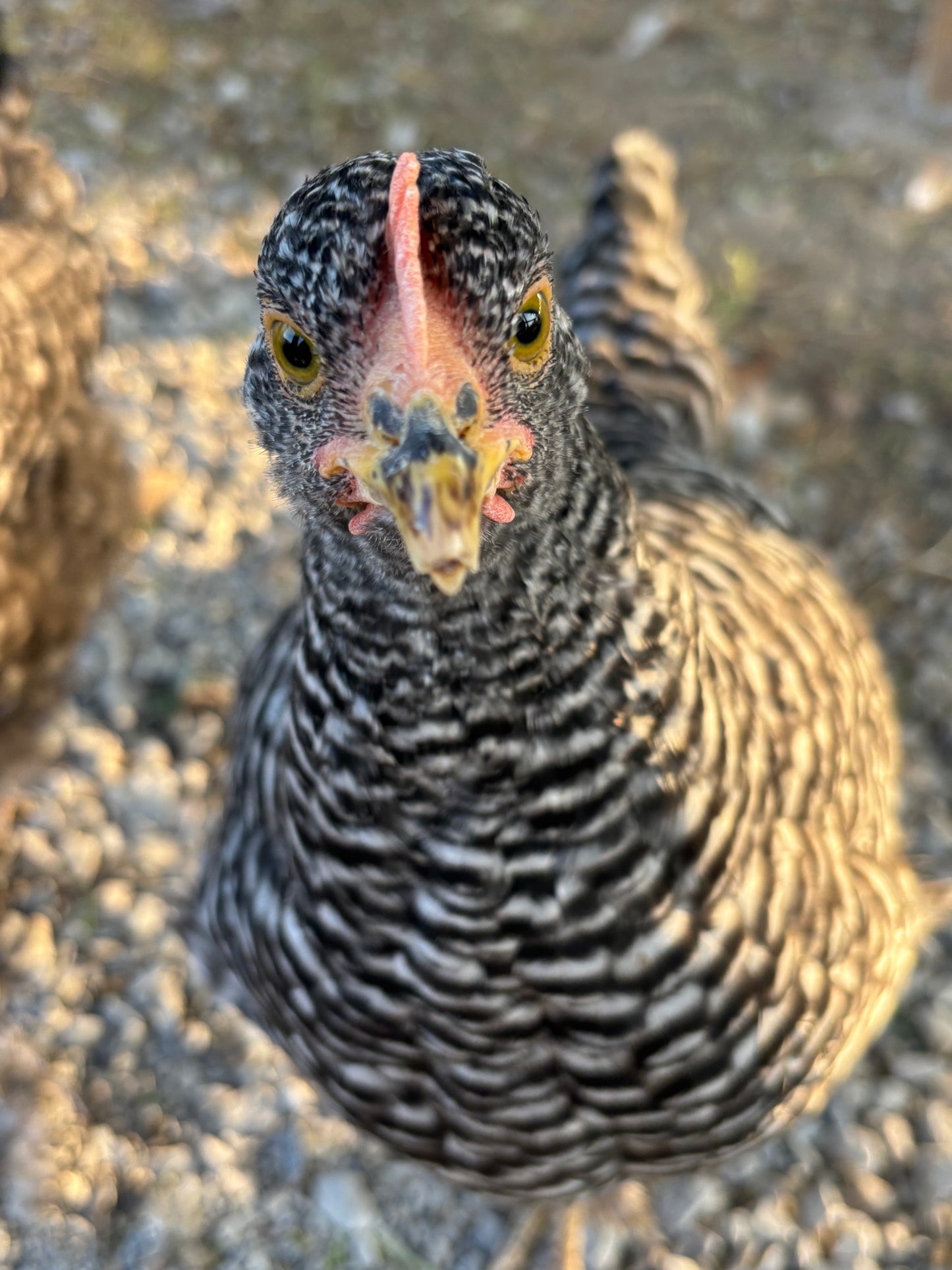 EGGS - FARM FRESH COMING SOON