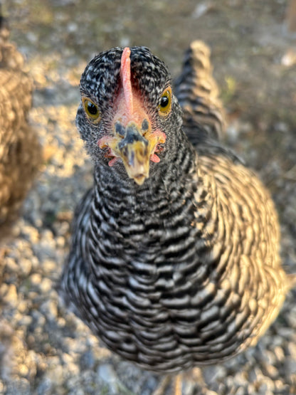 EGGS - FARM FRESH COMING SOON