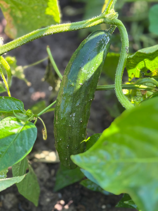 Cucumbers – Garden Fresh