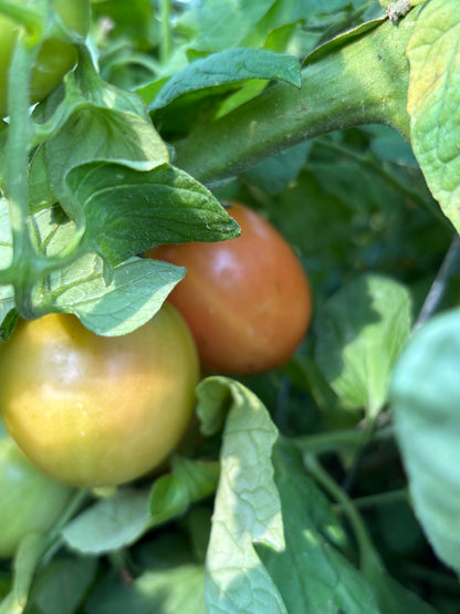 Tomatoes – Garden Fresh Varieties