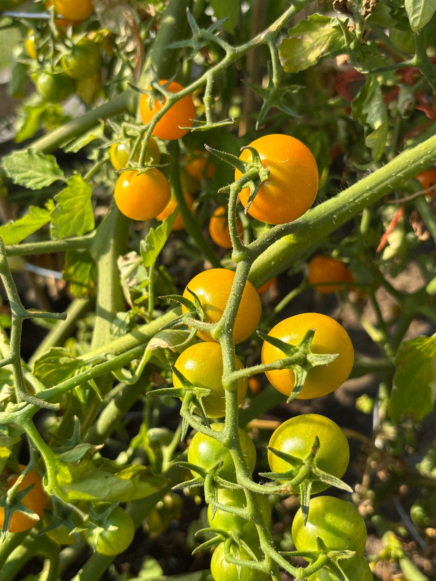 Tomatoes – Garden Fresh Varieties