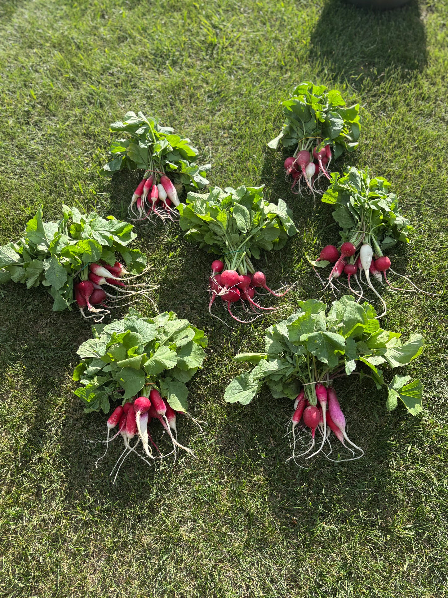 Radish ~ Farm Fresh