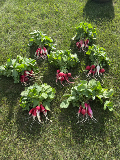 Radish ~ Farm Fresh