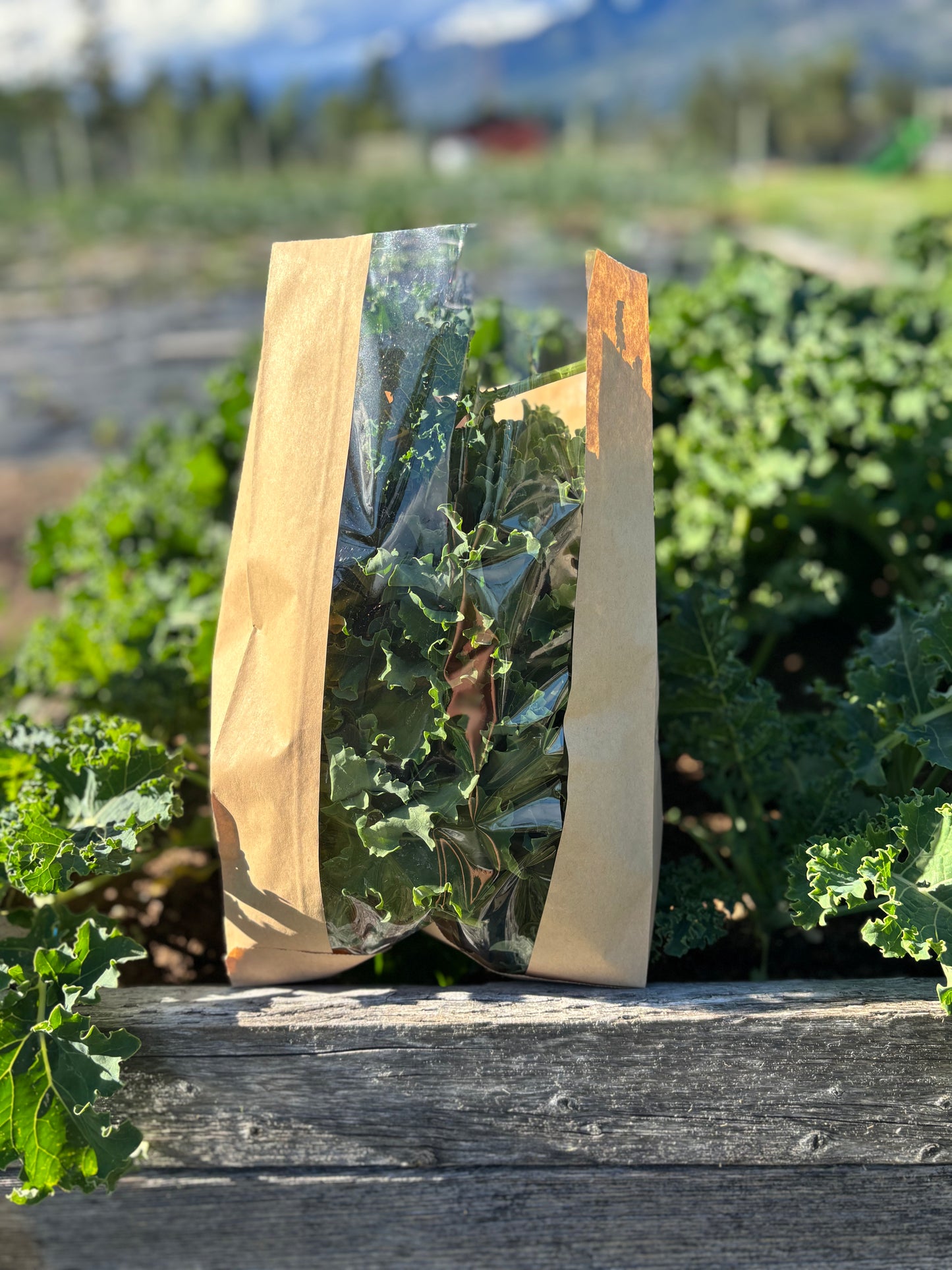 Kale