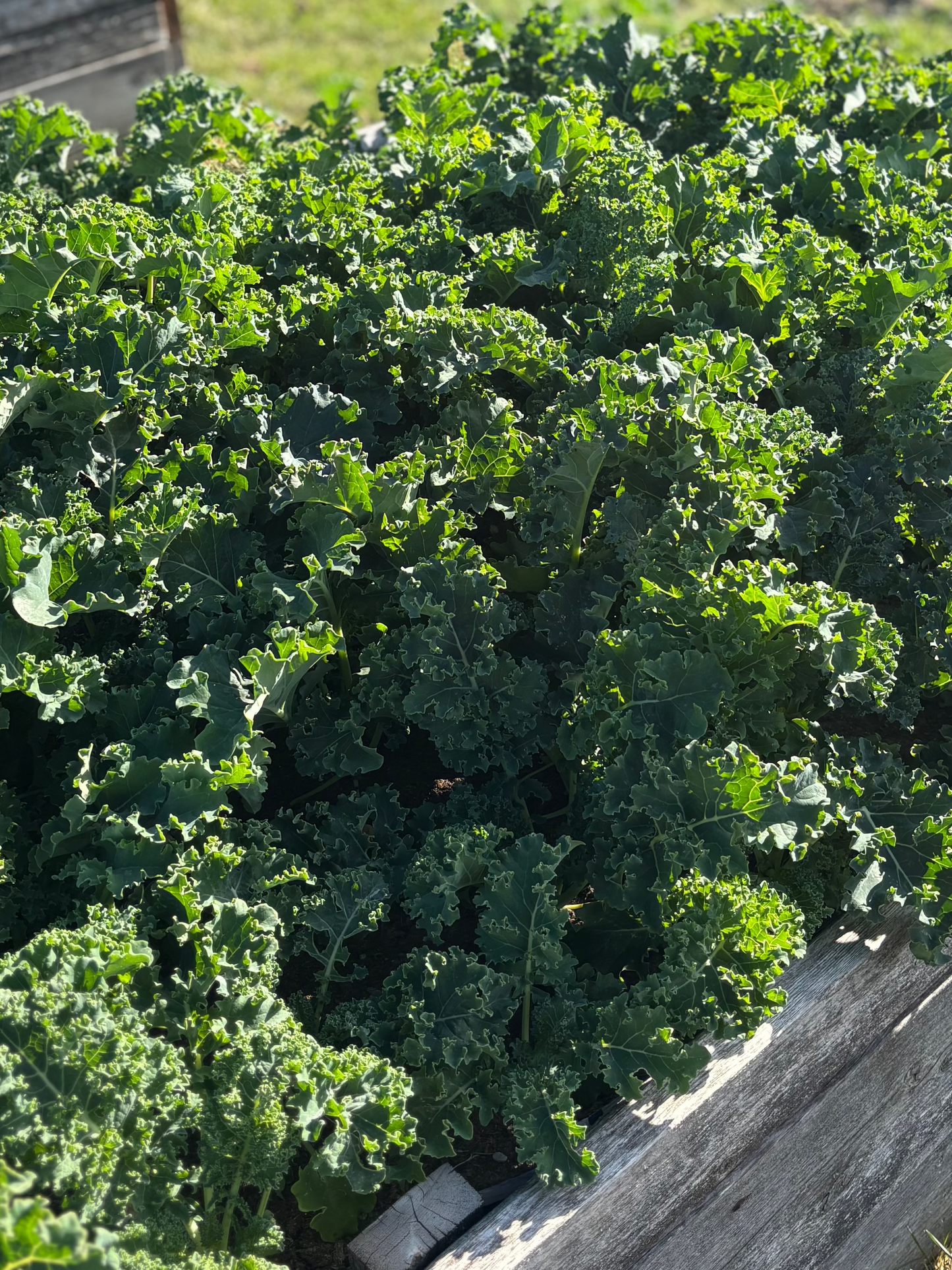 Kale