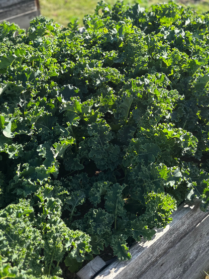 Kale