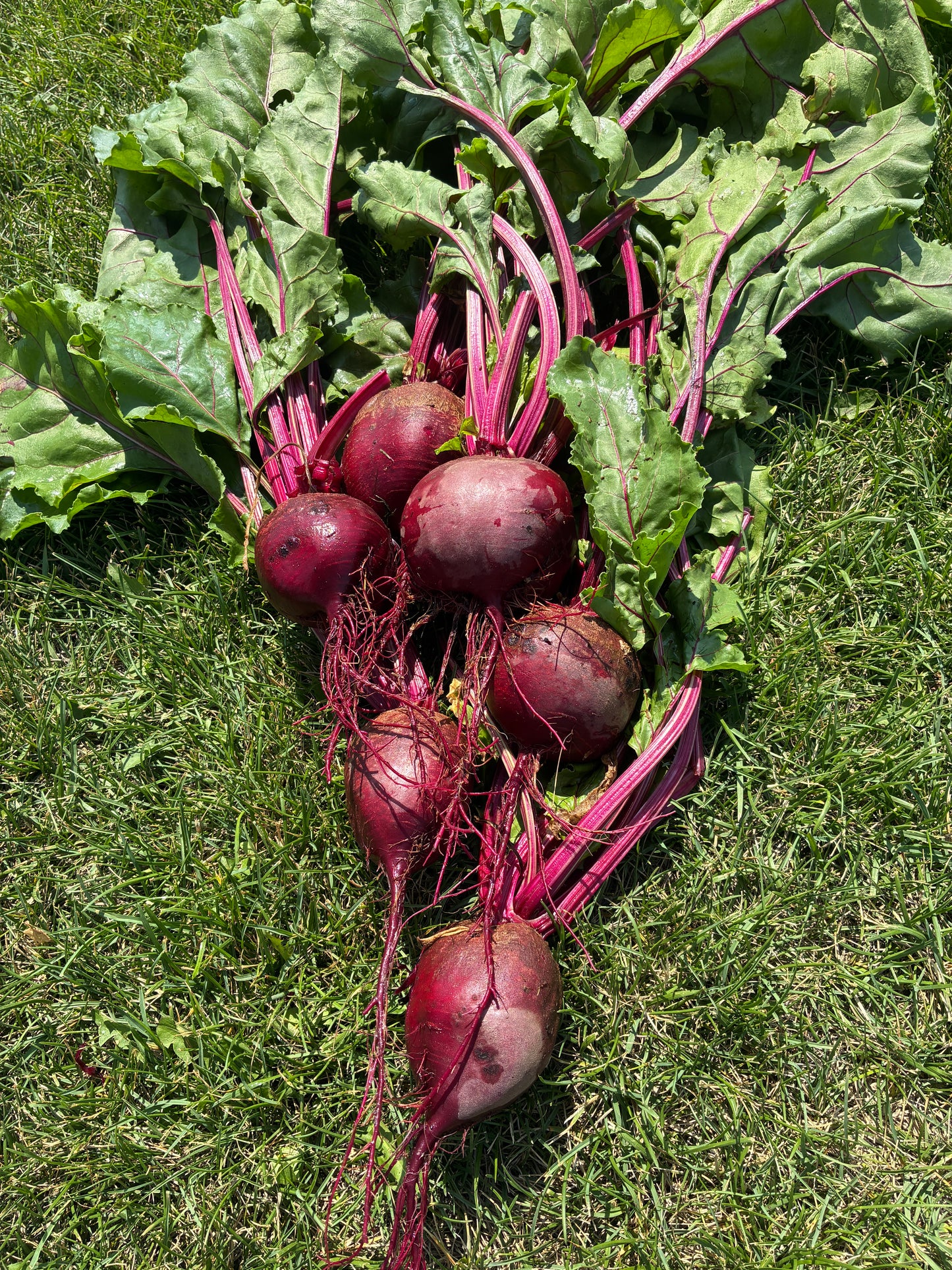 Beets
