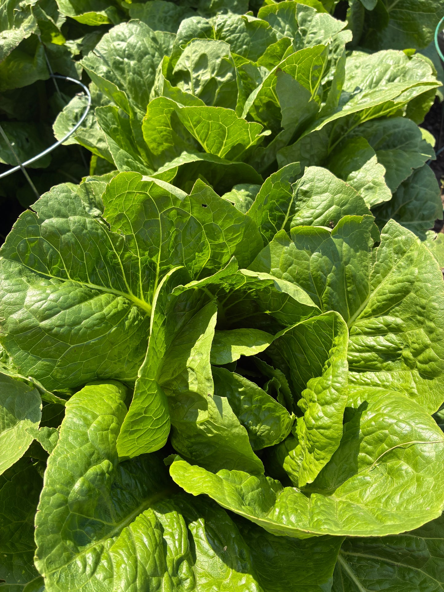 Lettuce