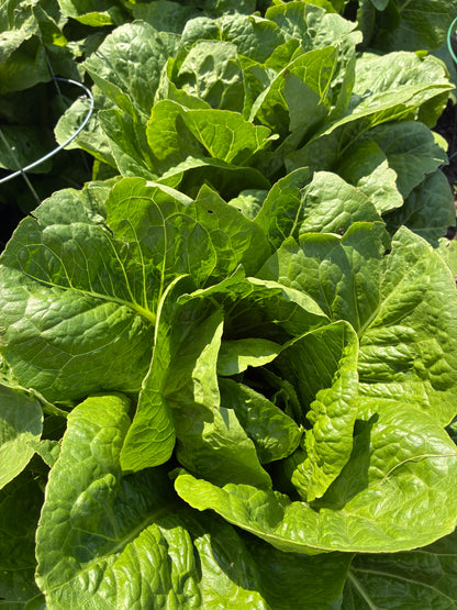Lettuce