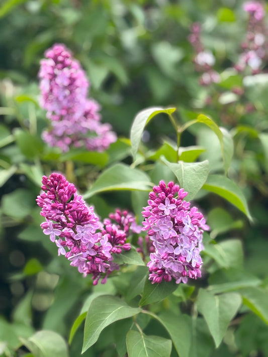 Lilac Plants