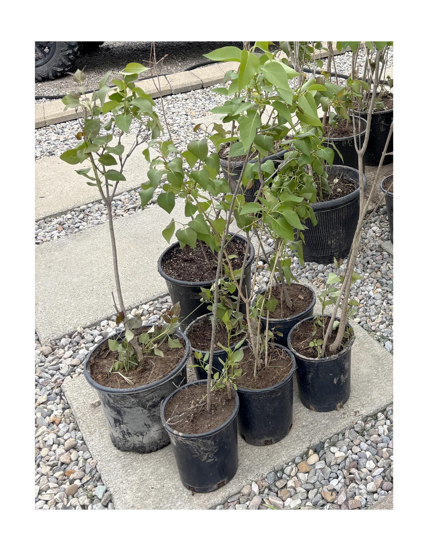 Lilac Plants