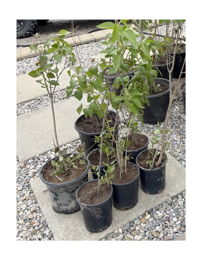 Lilac Plants