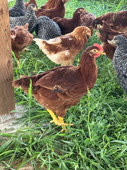 EGGS - FARM FRESH COMING SOON